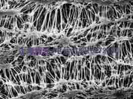 Millipore FHLP04700 FHLP02500 Fluoropore 表面滤膜 密理博