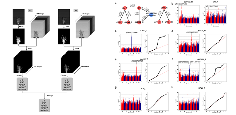成像分割和变量提取