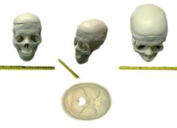 英国PI 全脑骨模体Complete Skull Phantom 
