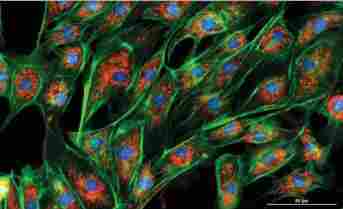 美国伯腾Cytation 1全自动细胞成像多功能酶标系统