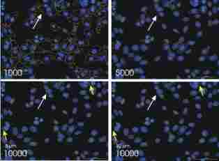 美国伯腾Cytation 1全自动细胞成像多功能酶标系统