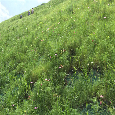 安徽黄山厂家直销环保草毯 秸秆草毯 稻草草毯 公路护坡绿化--制造厂