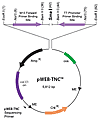 epicentre WEBC931 pWEB-TNC™ Cosmid Cloning Kit