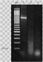 epicentre代理 RN02950 RNase III, E.coli