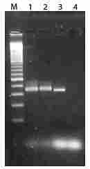 epicentre FD05025 ExtractMaster™ Fecal DNA Extraction Kit