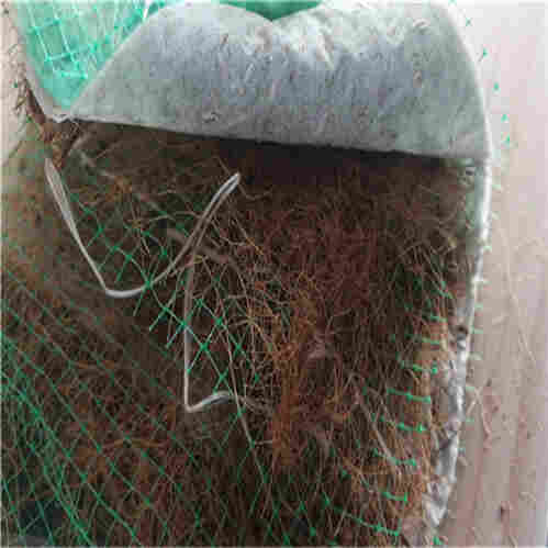 植生毯护坡——孝感