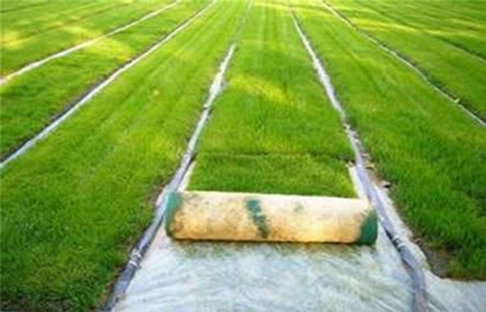 合肥抗冲生态毯施工-合肥植生毯