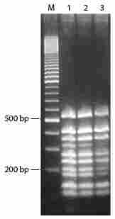 MB711705 MasterPure™ DNA Purification Kit for Blood, Version