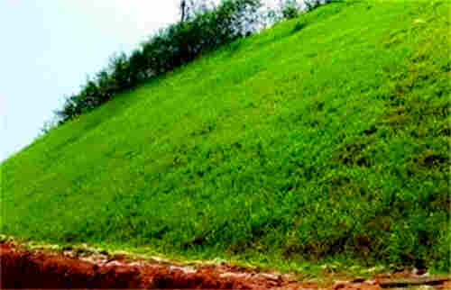 河池———生态毯植草（送货到工地）