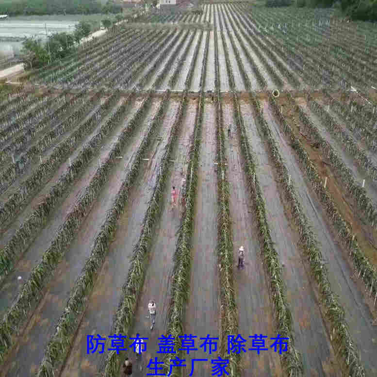 欢迎订购—云南PP防草布-使用寿命长-现货批发