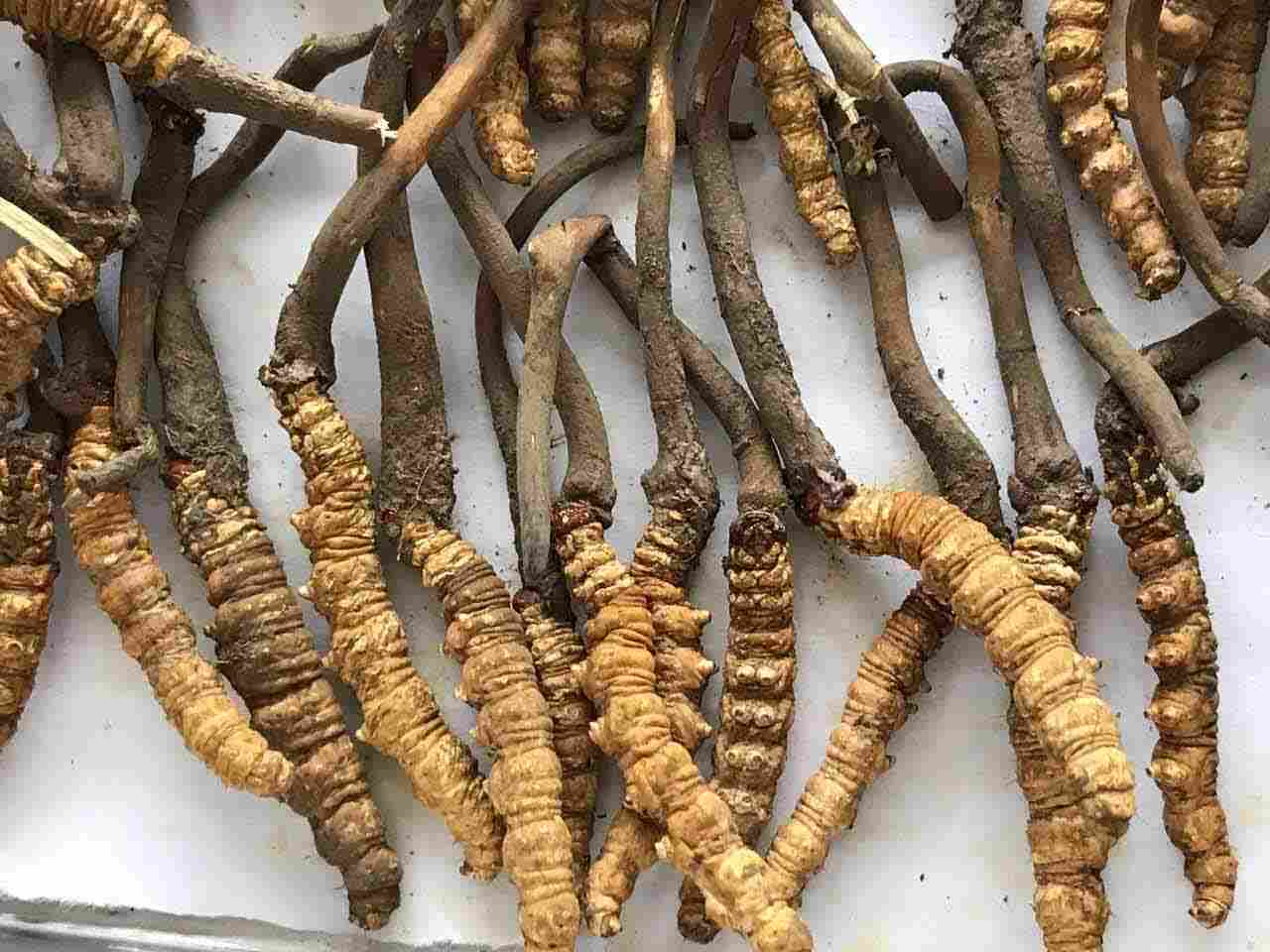 如何选择虫草冻干机