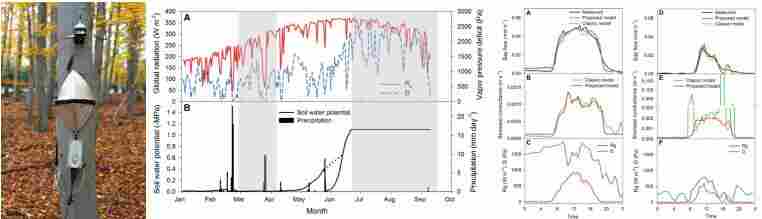 树木表型监测——树木茎流与生长监测案例快讯