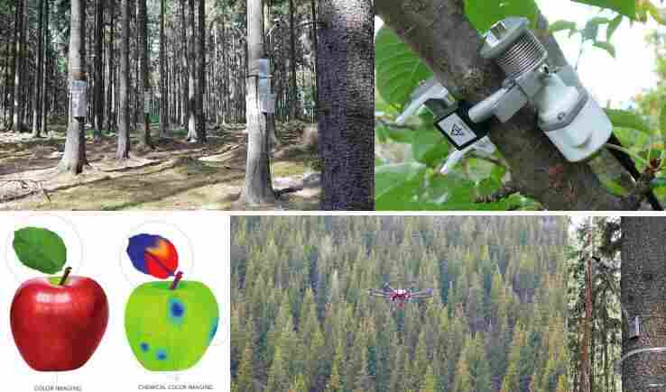 树木表型监测——树木茎流与生长监测案例快讯