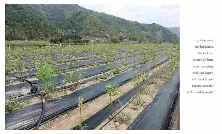 欢迎——武汉防草布——武汉销售