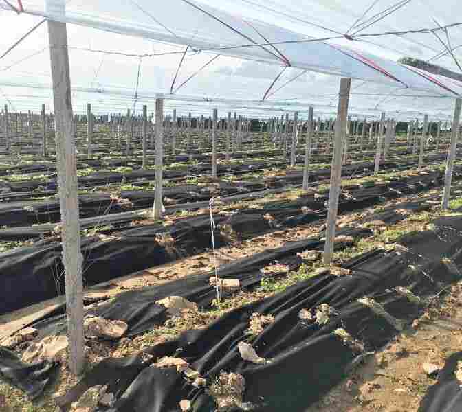 贵州防草布——山东洪泰——欢迎您