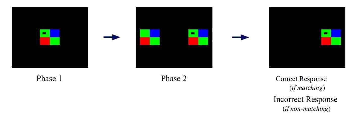 如何使用CANTAB猴子认知系统进行猴子的认知训练