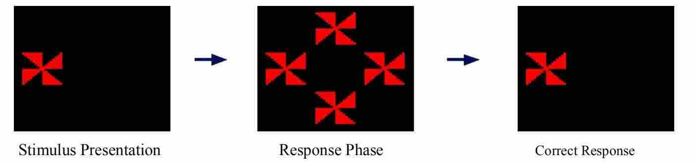 如何使用CANTAB猴子认知系统进行猴子的认知训练