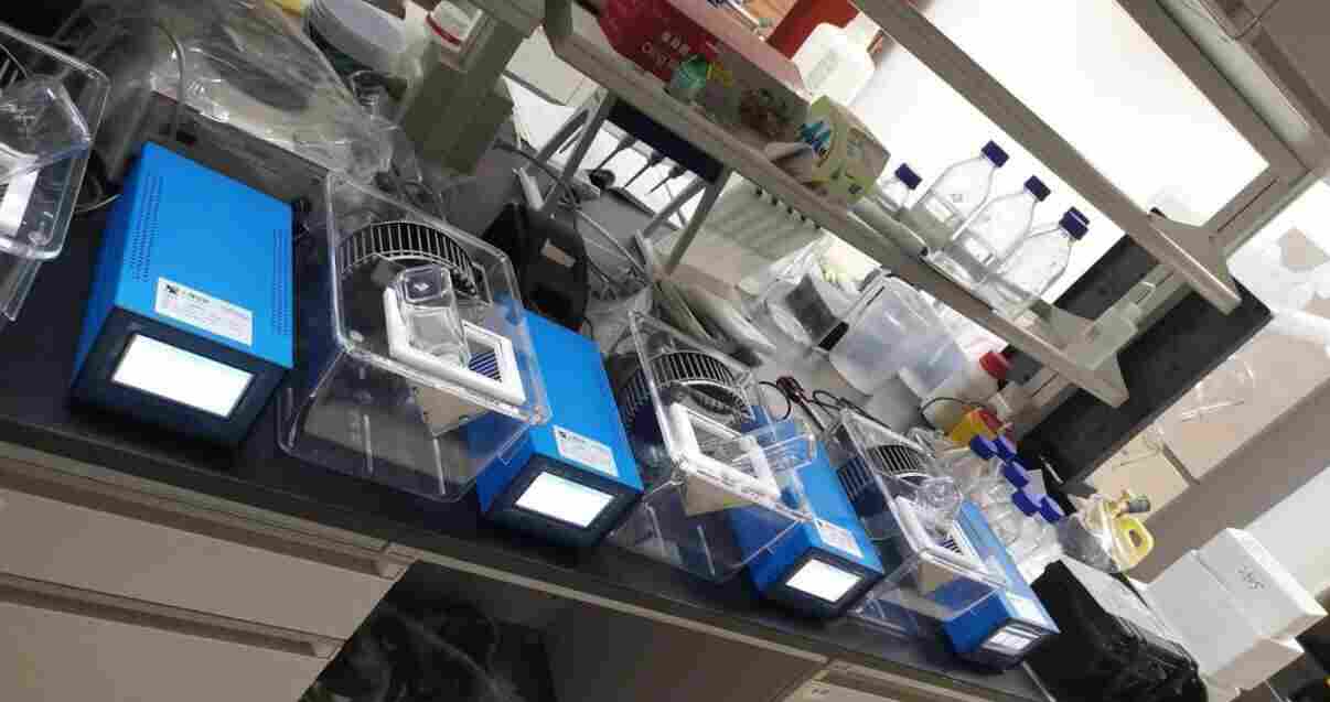 大小鼠自发跑轮在动物帕金森模型中的应用