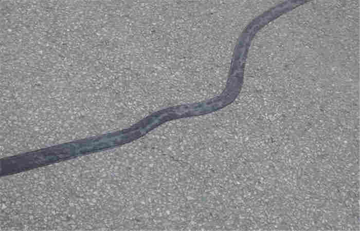 乌海自粘贴缝带公路