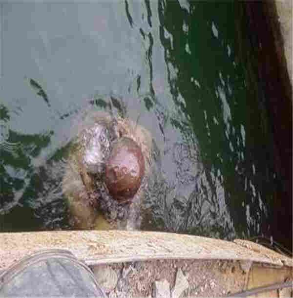 咸宁市--(潜水施工公司轨道检测)