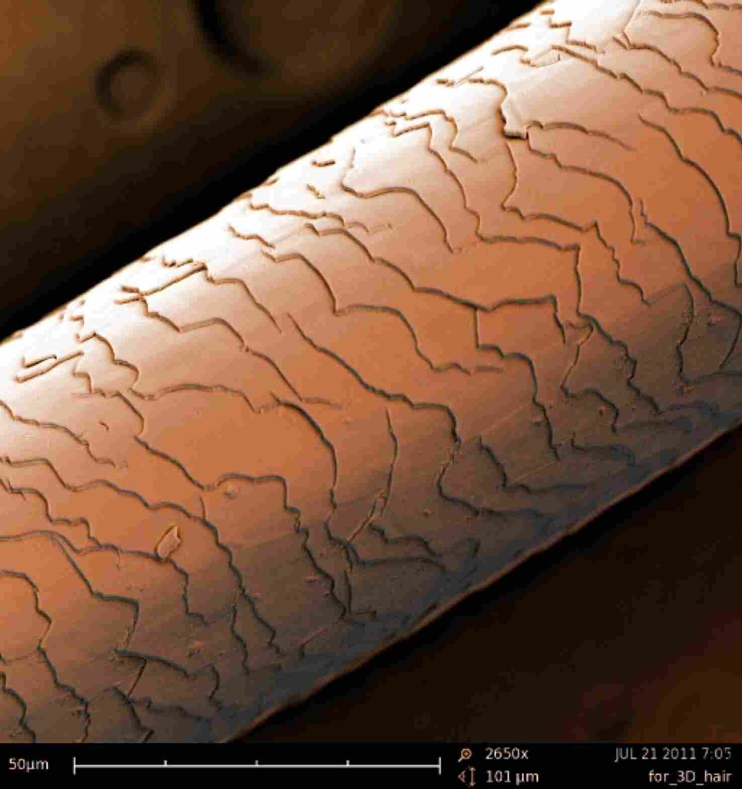 扫描电镜助力法医发现蛛丝马迹