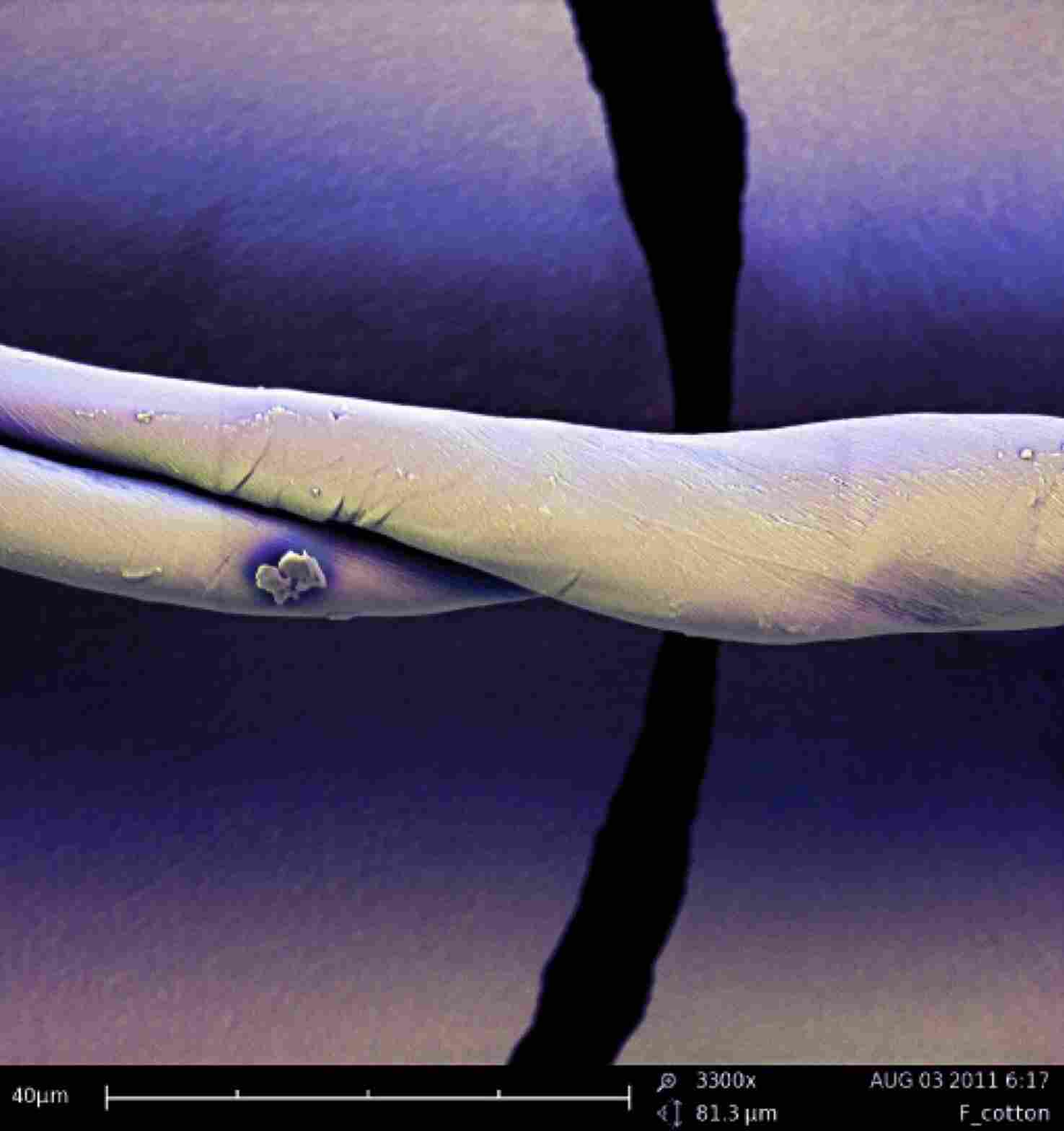 扫描电镜助力法医发现蛛丝马迹