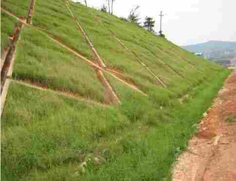 揭阳三维植被网————揭阳欢迎您