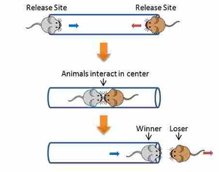 小鼠社会支配实验方法（social dominance tube test）