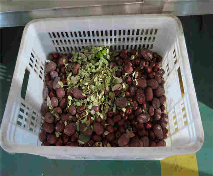 大枣清洗风干生产线
