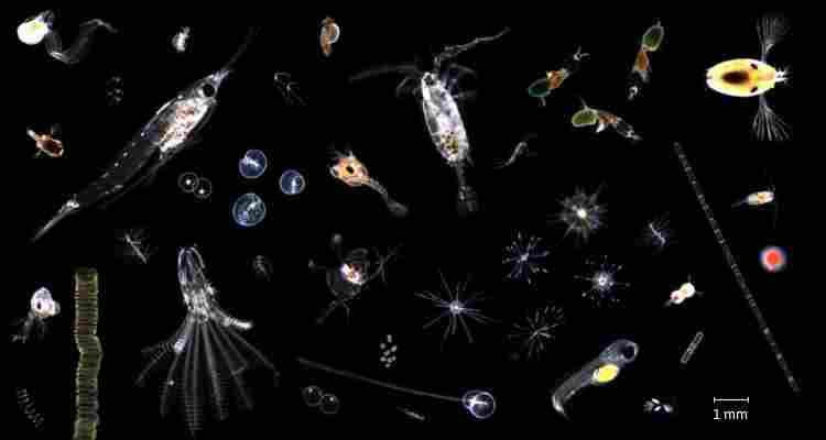 原位浮游生物摄像系统