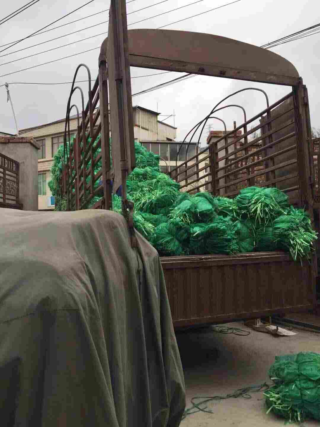 楚雄禄丰植生袋—植草袋楚雄禄丰—草籽绿化袋楚雄禄丰