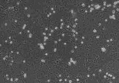 ZetaLife Advanced转染试剂和胎牛血清