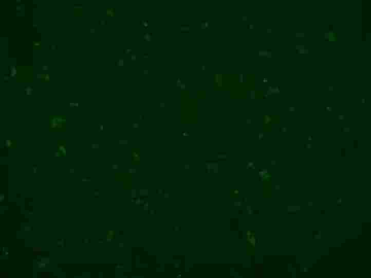 高效率转染 NK 自然杀伤细胞   悬浮细胞