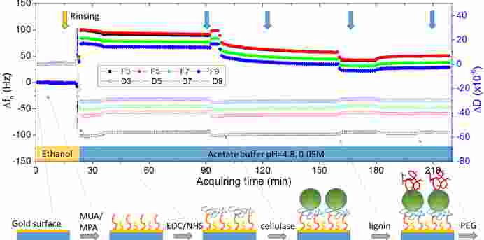 南京林业大学宋君龙教授-借助QCM-D联用技术探究纤维素酶生物传感器
