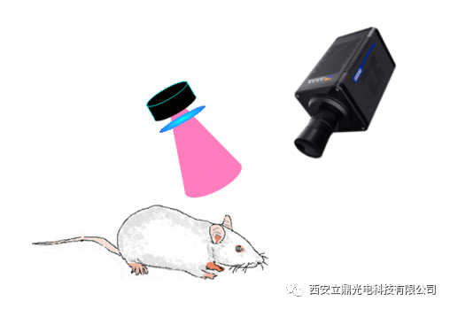 短波红外相机在近红外二区荧光成像中的应用