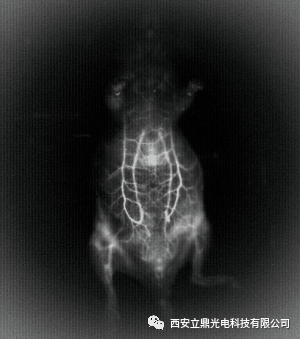 短波红外相机在近红外二区荧光成像中的应用