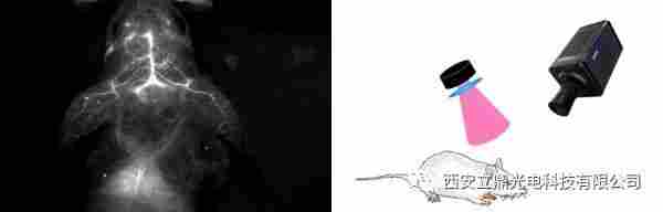 短波红外相机在近红外二区荧光成像中的应用