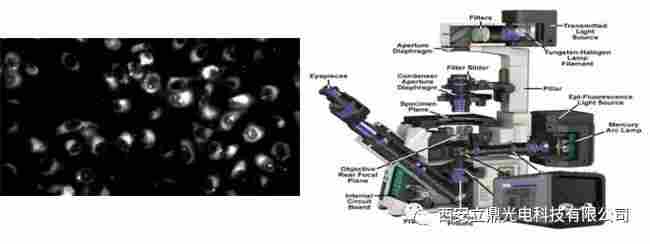 短波红外相机在近红外二区荧光成像中的应用