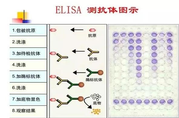 LTF乳铁蛋白博湖ELISA检测试剂盒