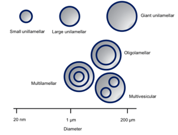 SAXS应用于制药研究中脂质体的表征
