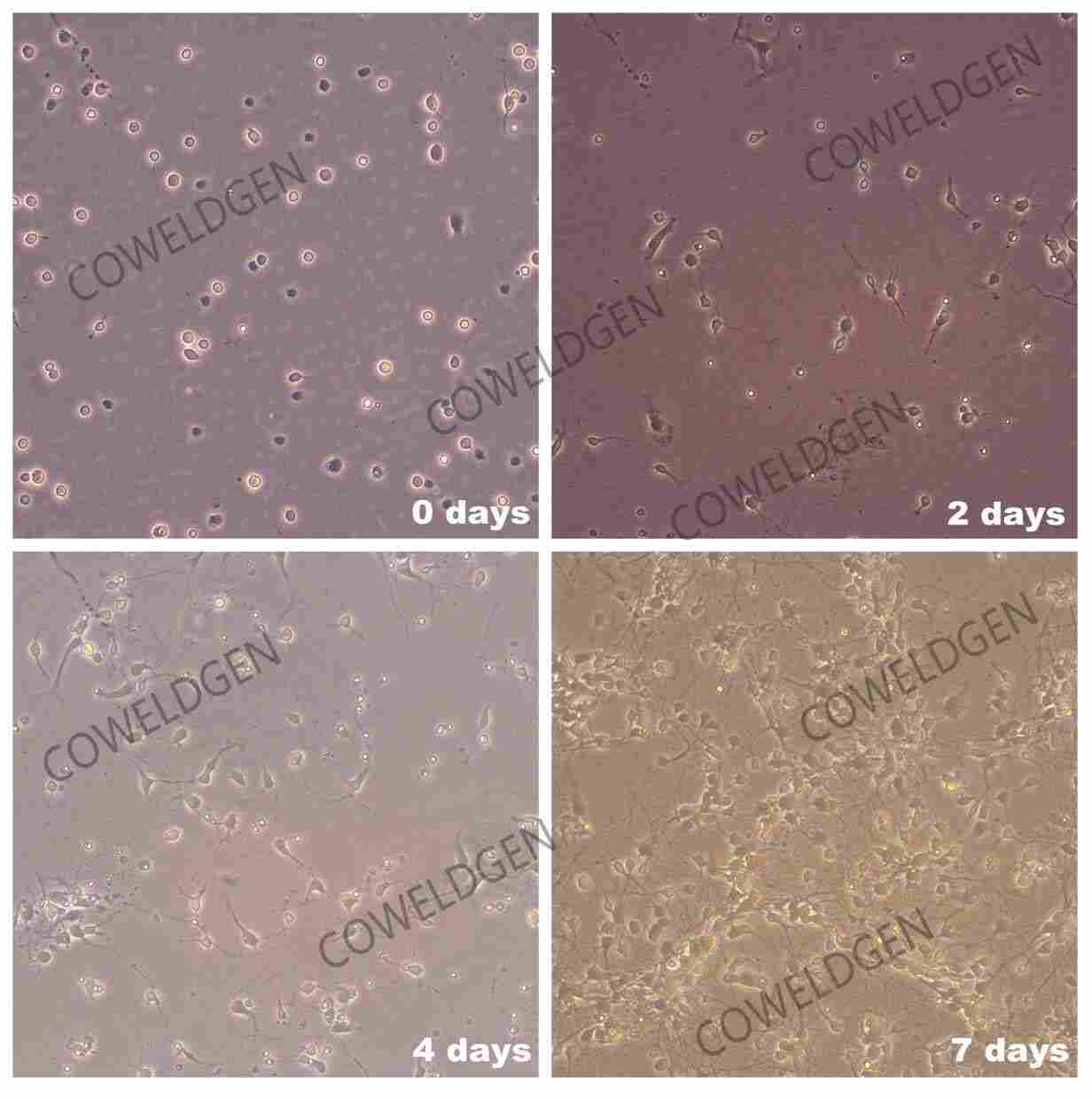 原代细胞分离与培养