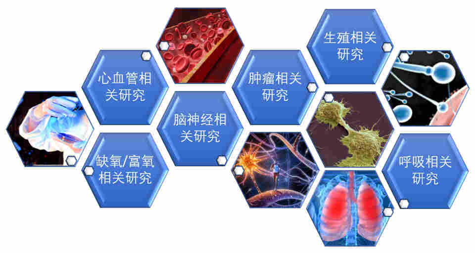 细胞低氧培养模型