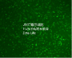 U937细胞高效率转染条件分享