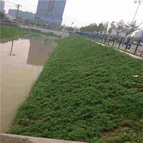 巴南区一体化草毯(植物纤维毯)厂家发货2022已更新 巴南区一体化草毯(植物纤维毯)厂家发货2022已更新