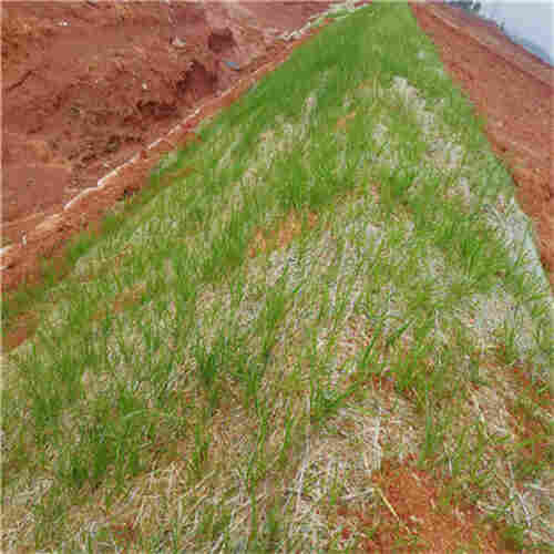 济南椰网(CF网)厂家发货2022已更新 济南椰网(CF网)厂家发货2022已更新