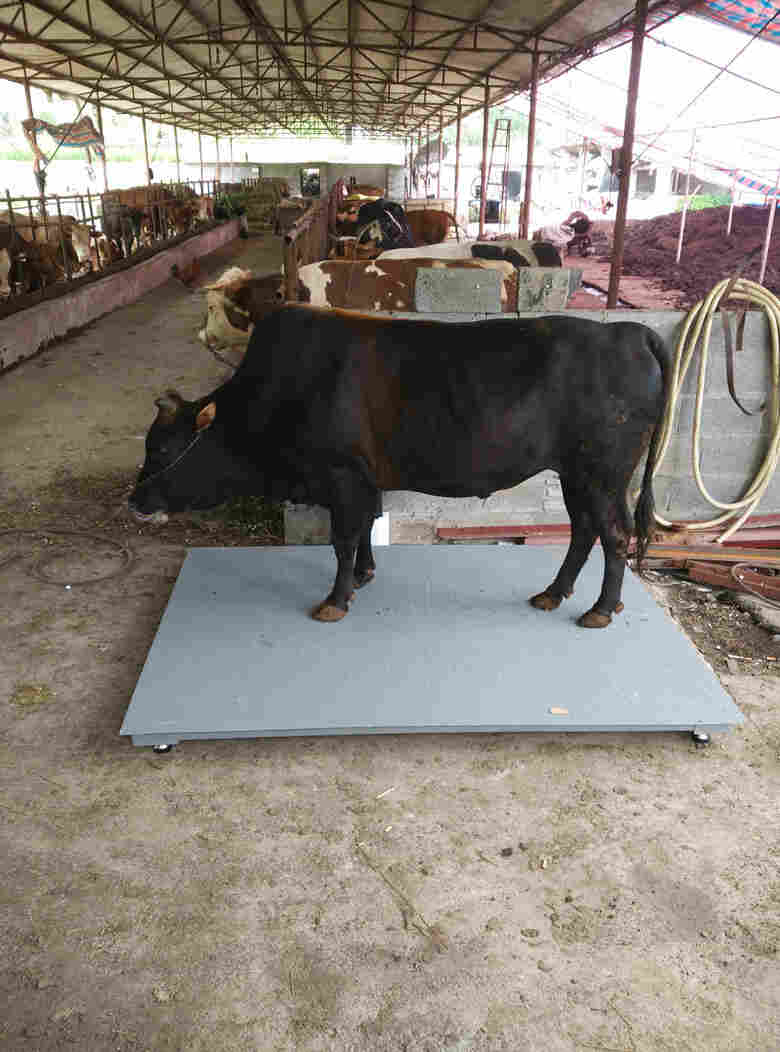 活牛地磅价格.jpg