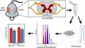  小鼠瘙痒行为检测方法-上海欣软