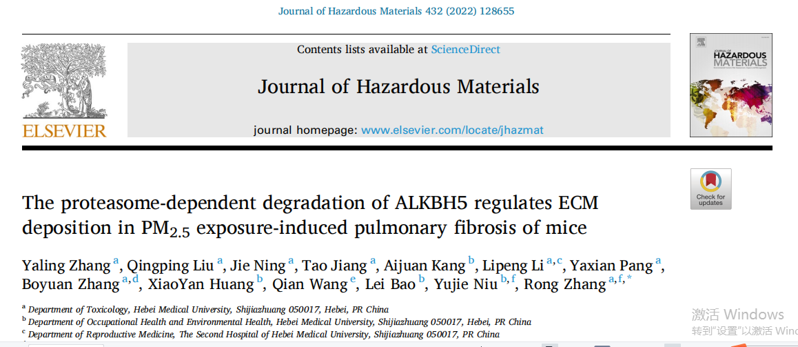 转染小鼠胚胎成纤维细胞
