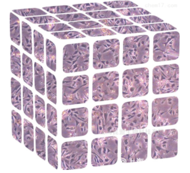 原代细胞分离培养有哪些注意事项？