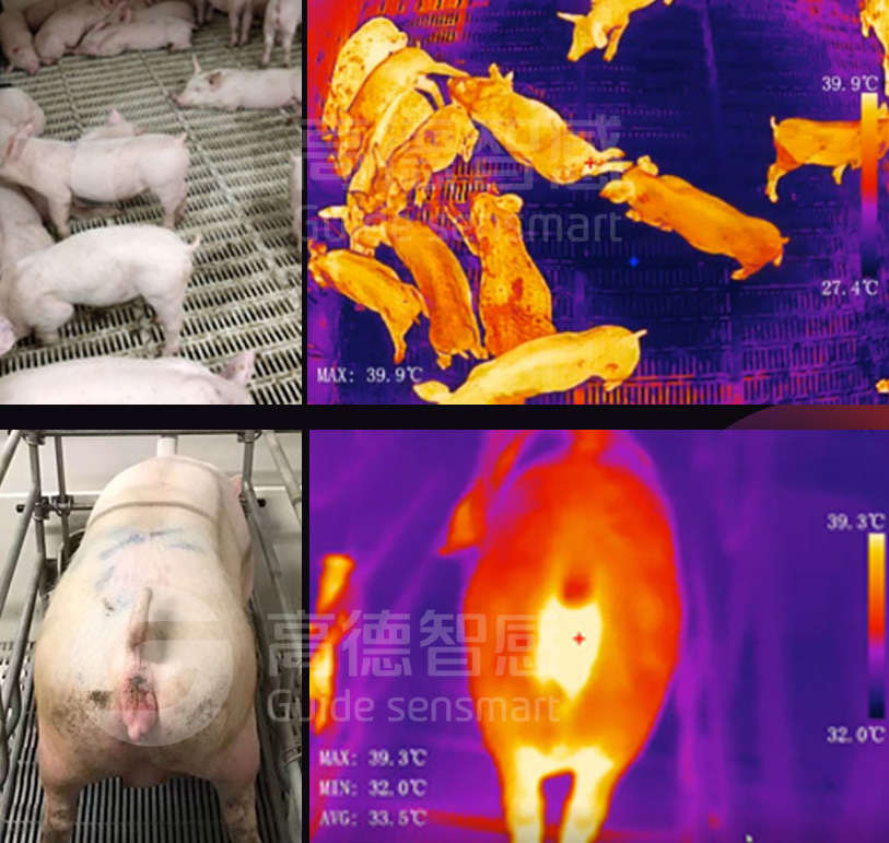 給1000+頭豬測體溫要多久？養殖場疾病預防選用“紅外黑科技”